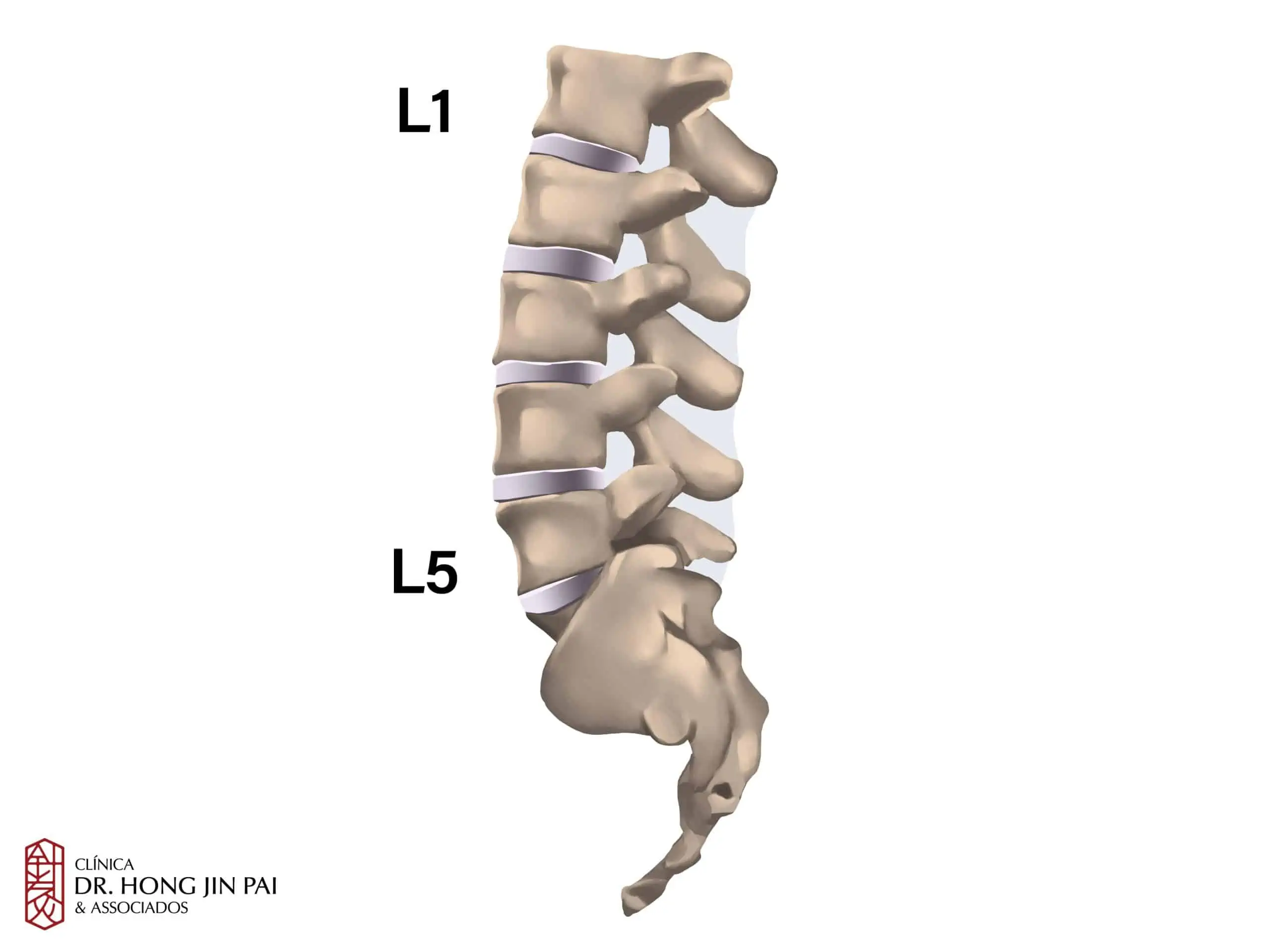 ANATOMIA COLUNA vertebral L1 A L5 scaled