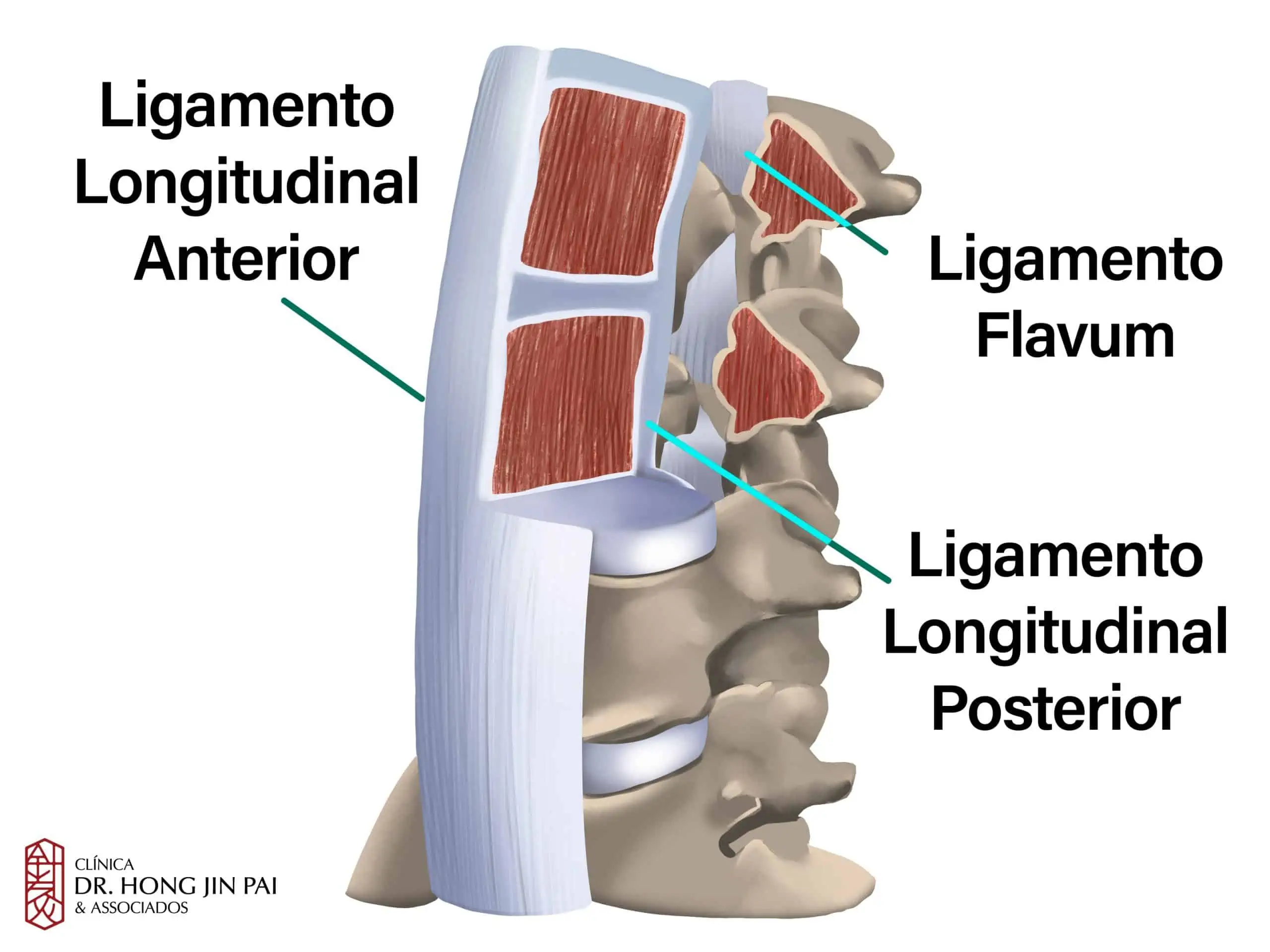 ANATOMIA COLUNA vertebral LIGAMENTOS