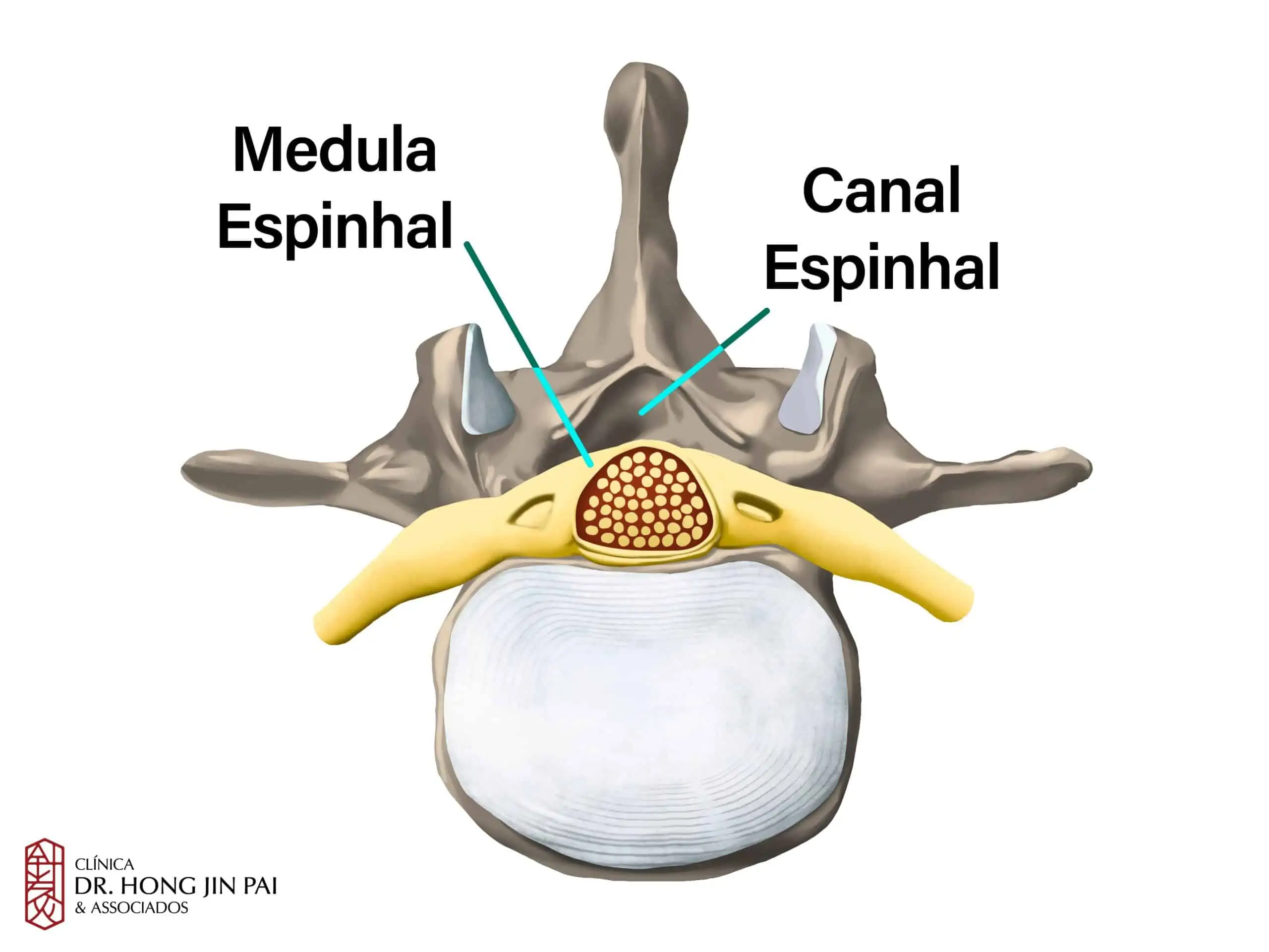 ANATOMIA COLUNA vertebral MEDULA ESPINHAL