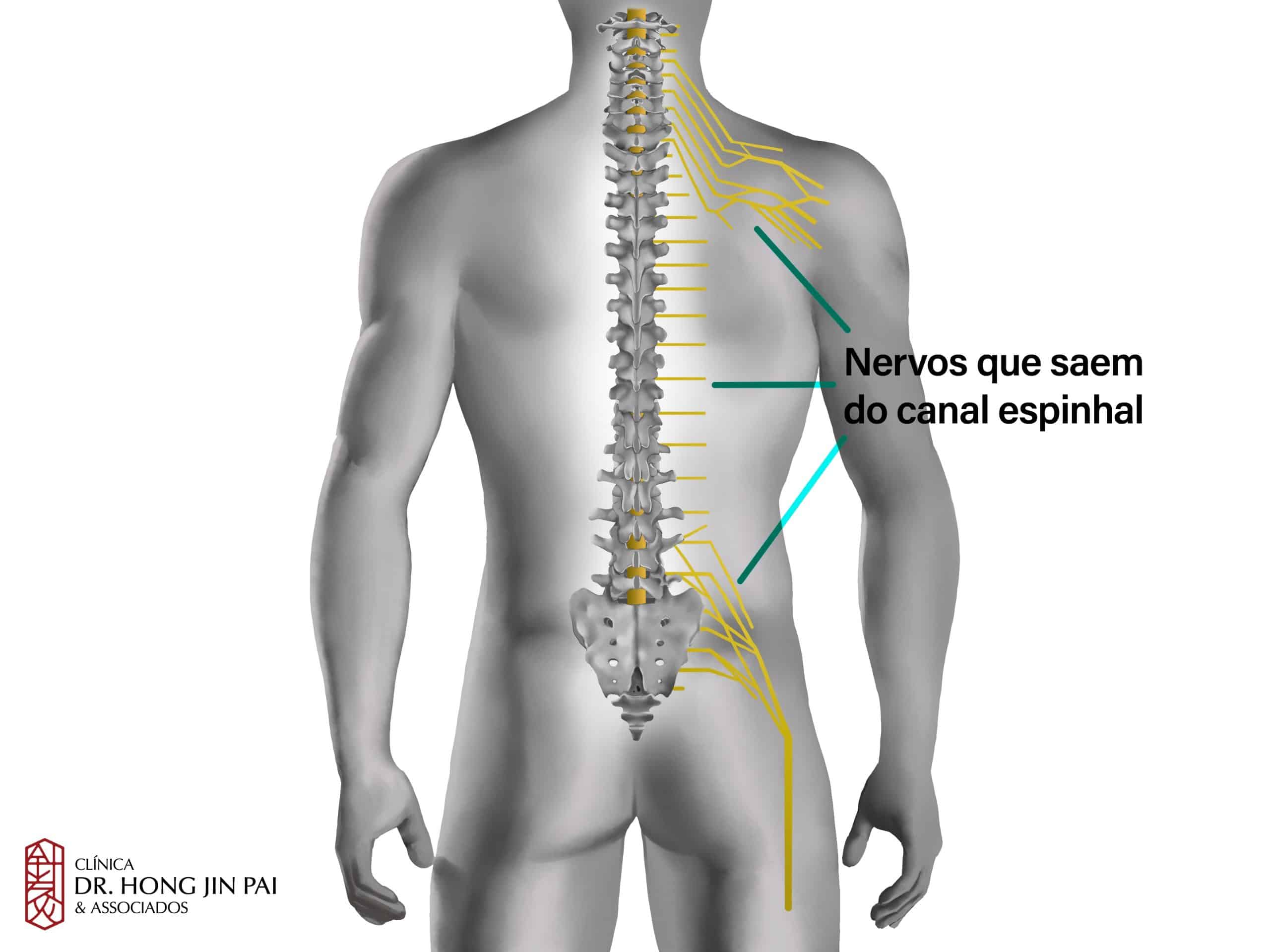 ANATOMIA COLUNA vertebral NERVOS scaled