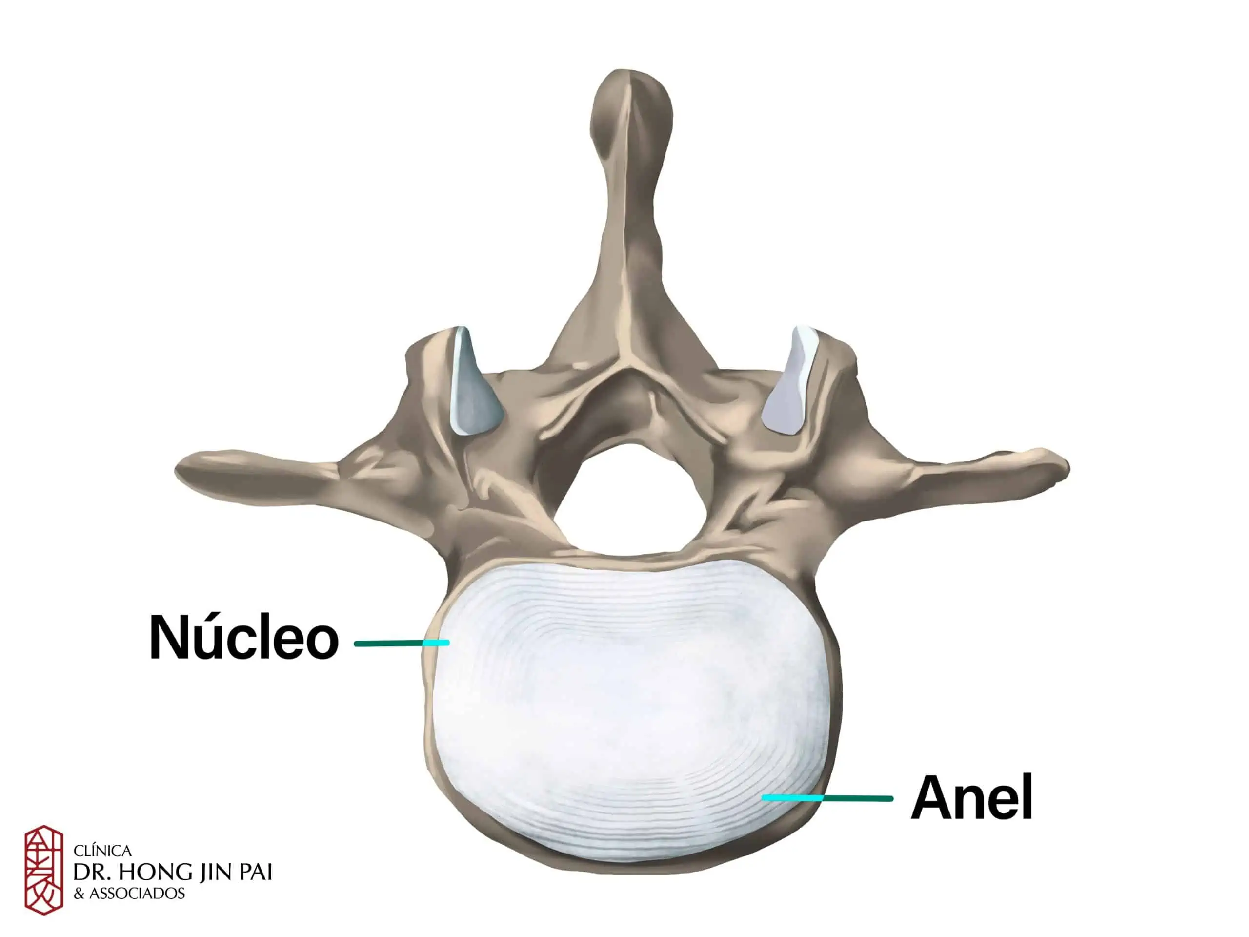 ANATOMIA COLUNA vertebral NUCLEO
