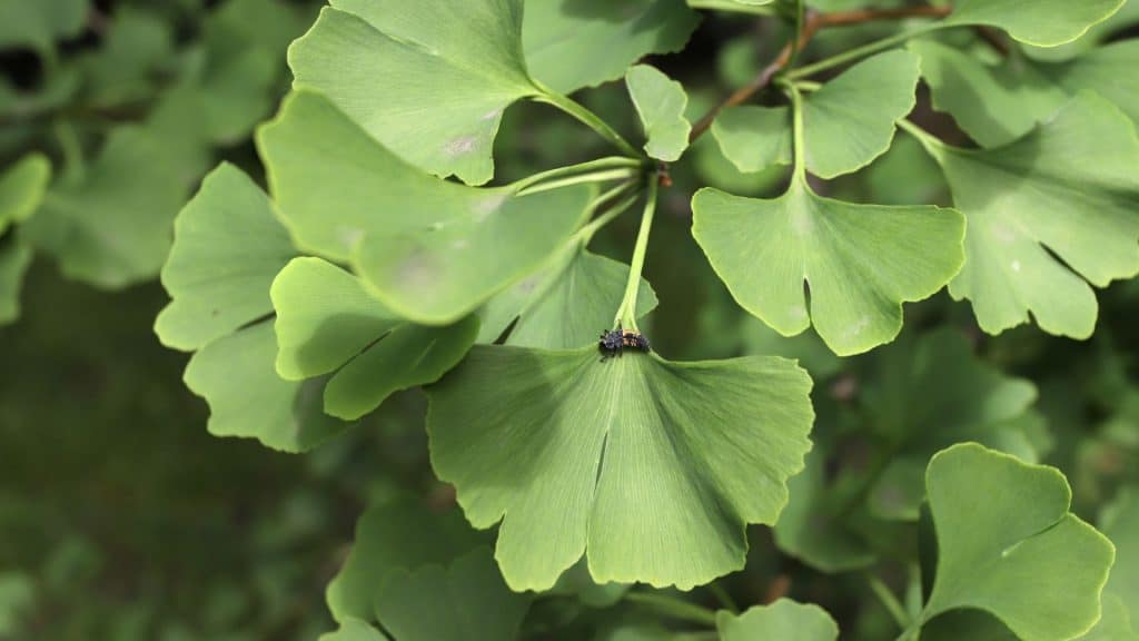 gingko biloba