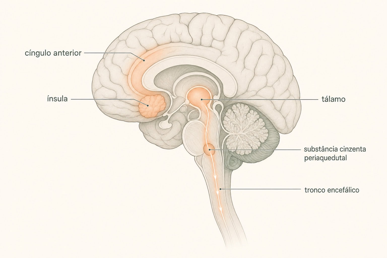 Ilustração do cérebro em corte sagital destacando ínsula, cíngulo anterior, tálamo, substância cinzenta periaquedutal e tronco encefálico, regiões que a acupuntura modula no controle da dor.