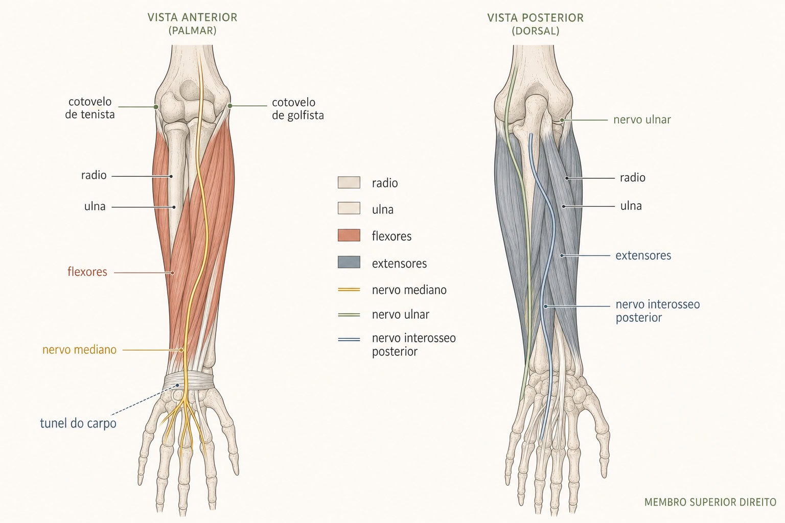 Locador anatômico do antebraço: os ossos rádio e ulna, os músculos extensores no dorso e flexores na palma, as origens dos tendões no cotovelo (cotovelo de tenista e de golfista) e o trajeto dos nervos mediano, ulnar e interósseo posterior até o punho e o túnel do carpo