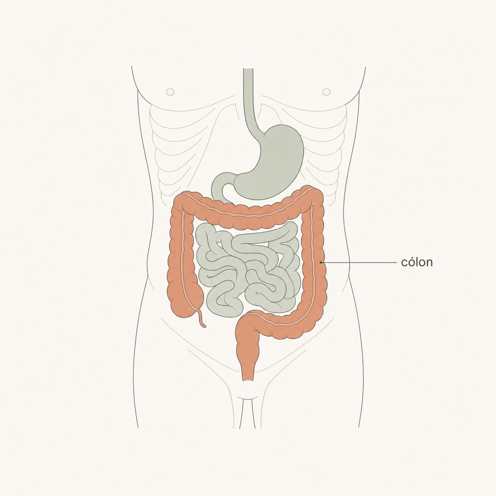 Ilustração minimalista do trato digestivo com o intestino grosso (cólon) destacado em tom terracota sobre fundo claro.