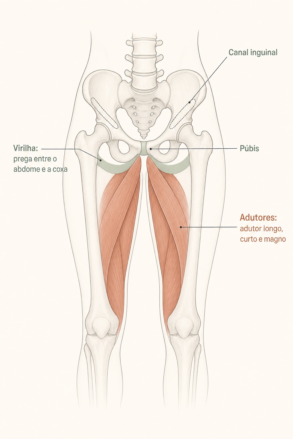 Dor nos adutores: pubalgia, distensão e tratamento 3 Diagrama anatômico da pelve e coxas com a virilha, o canal inguinal, o púbis e os músculos adutores (longo, curto e magno) identificados.