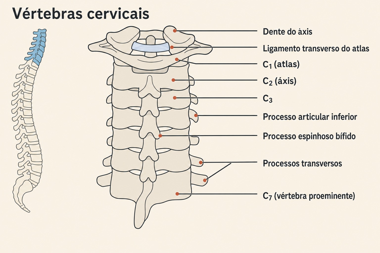 Pontos de acupuntura para dor na coluna cervical 11 Diagrama anatômico das vértebras cervicais C1 a C7, com atlas, áxis e processos articulares identificados.