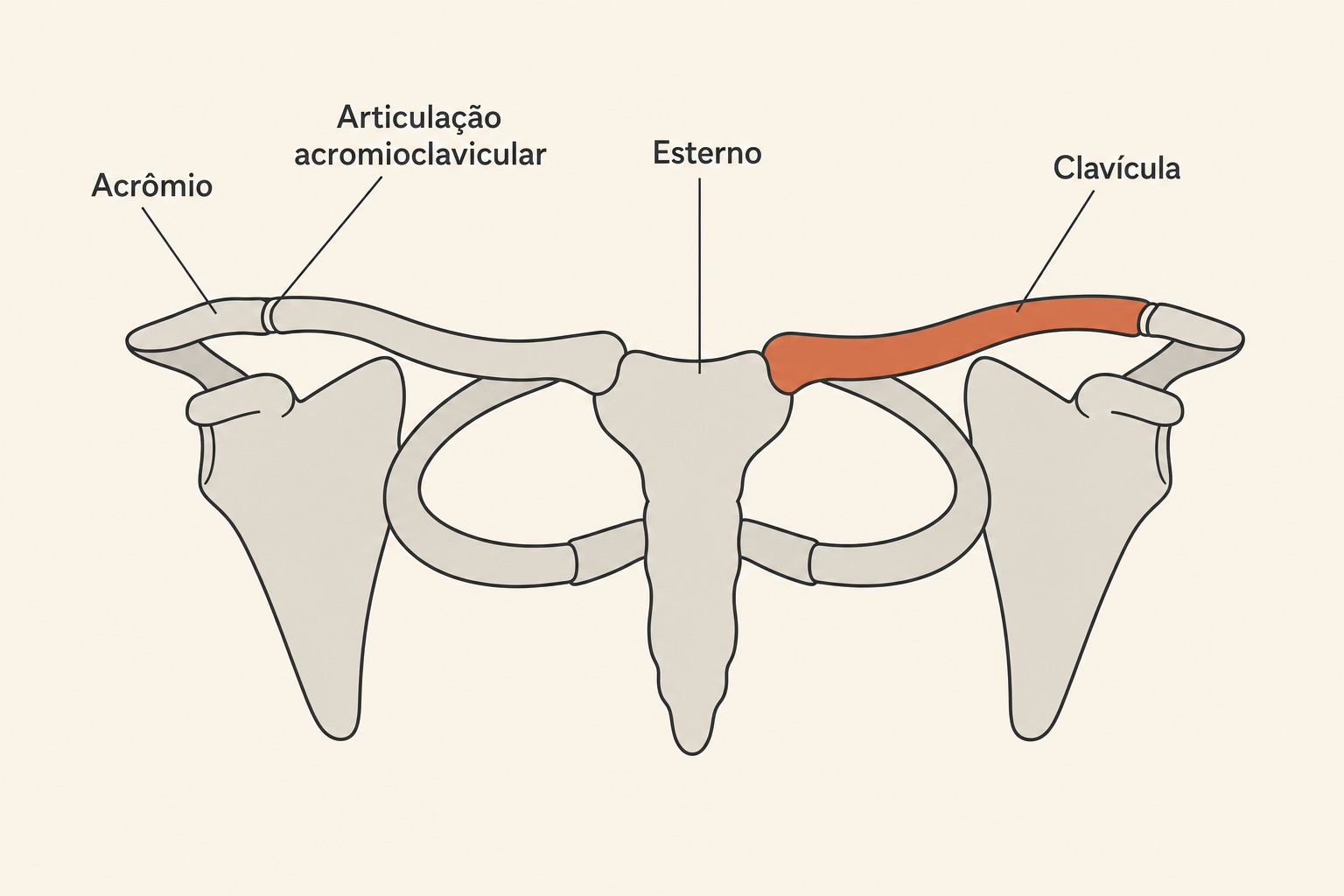 Diagrama da cintura escapular com clavícula, esterno, acrômio e articulação acromioclavicular