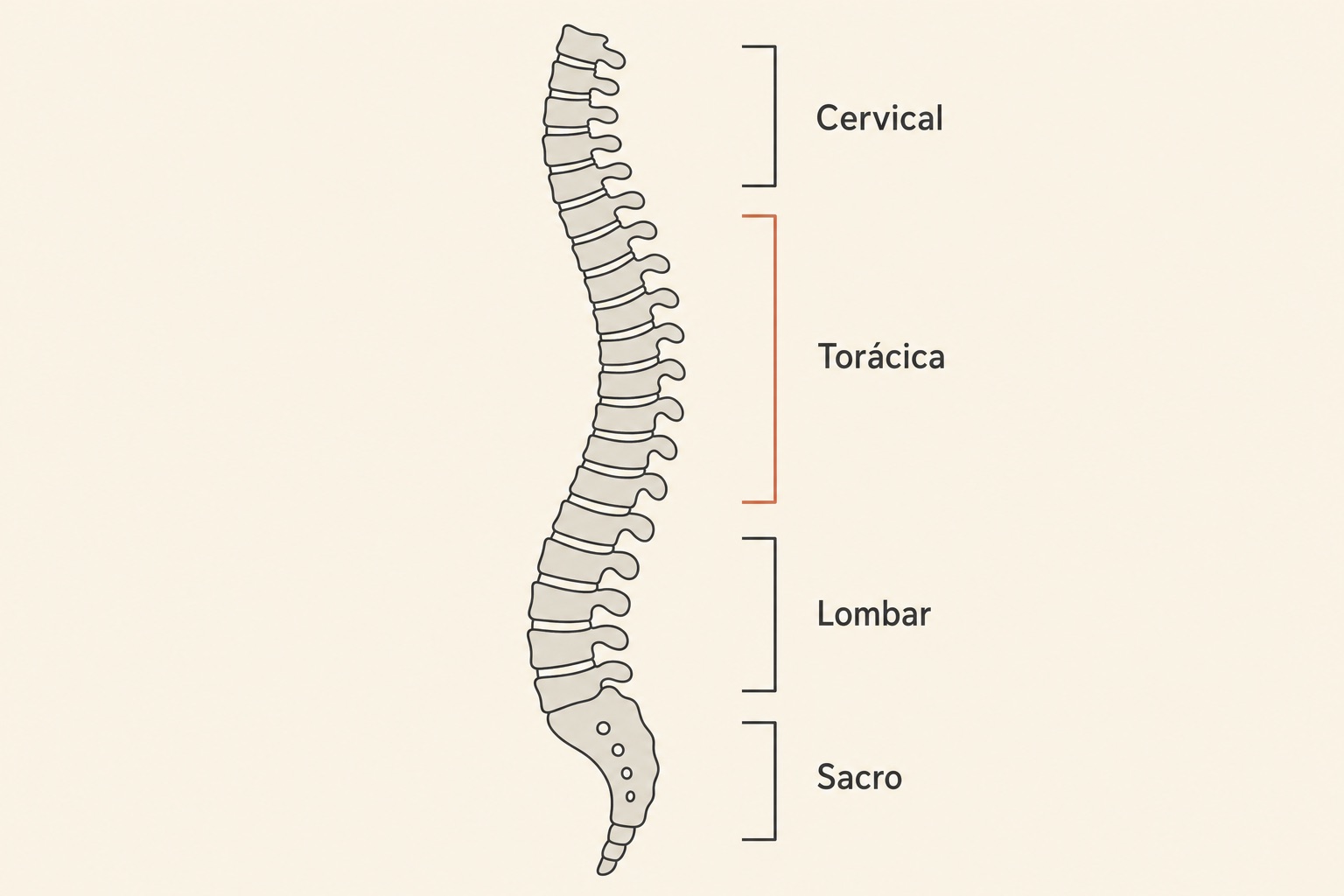 Diagrama da coluna vertebral de perfil com as regiões cervical, torácica, lombar e sacro identificadas