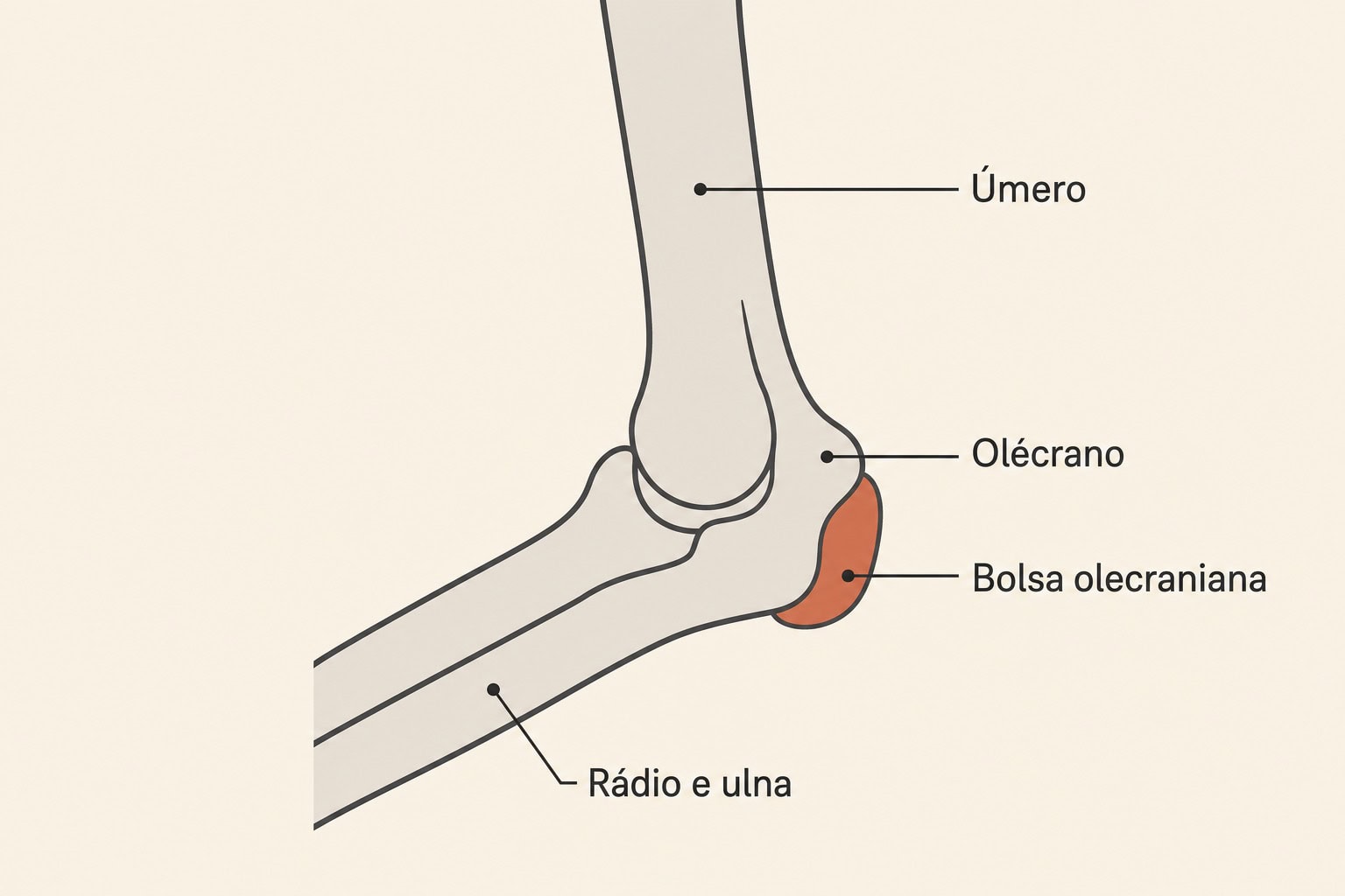 Diagrama lateral do cotovelo com úmero, olécrano, bolsa olecraniana e os ossos do antebraço