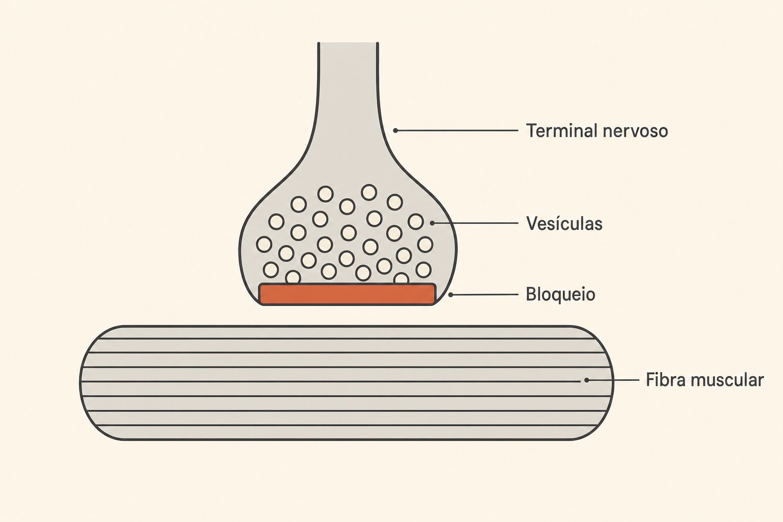 Diagrama da junção neuromuscular mostrando o bloqueio da liberação de vesículas pela toxina botulínica